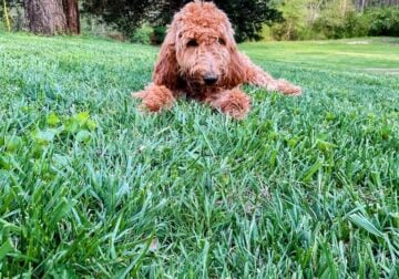 F1B Goldendoodles Priced to sell