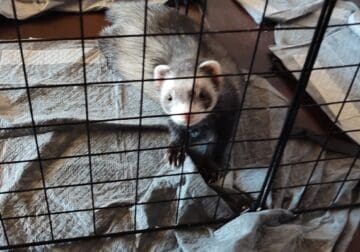 Friendly ferret named Philip with cage