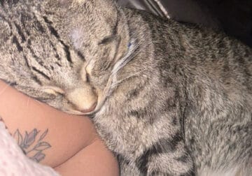 7 month male kitten – neutered