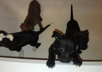 Pitbull Puppies for Sale