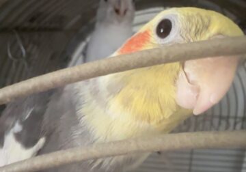 Cockatiels with cage and feed