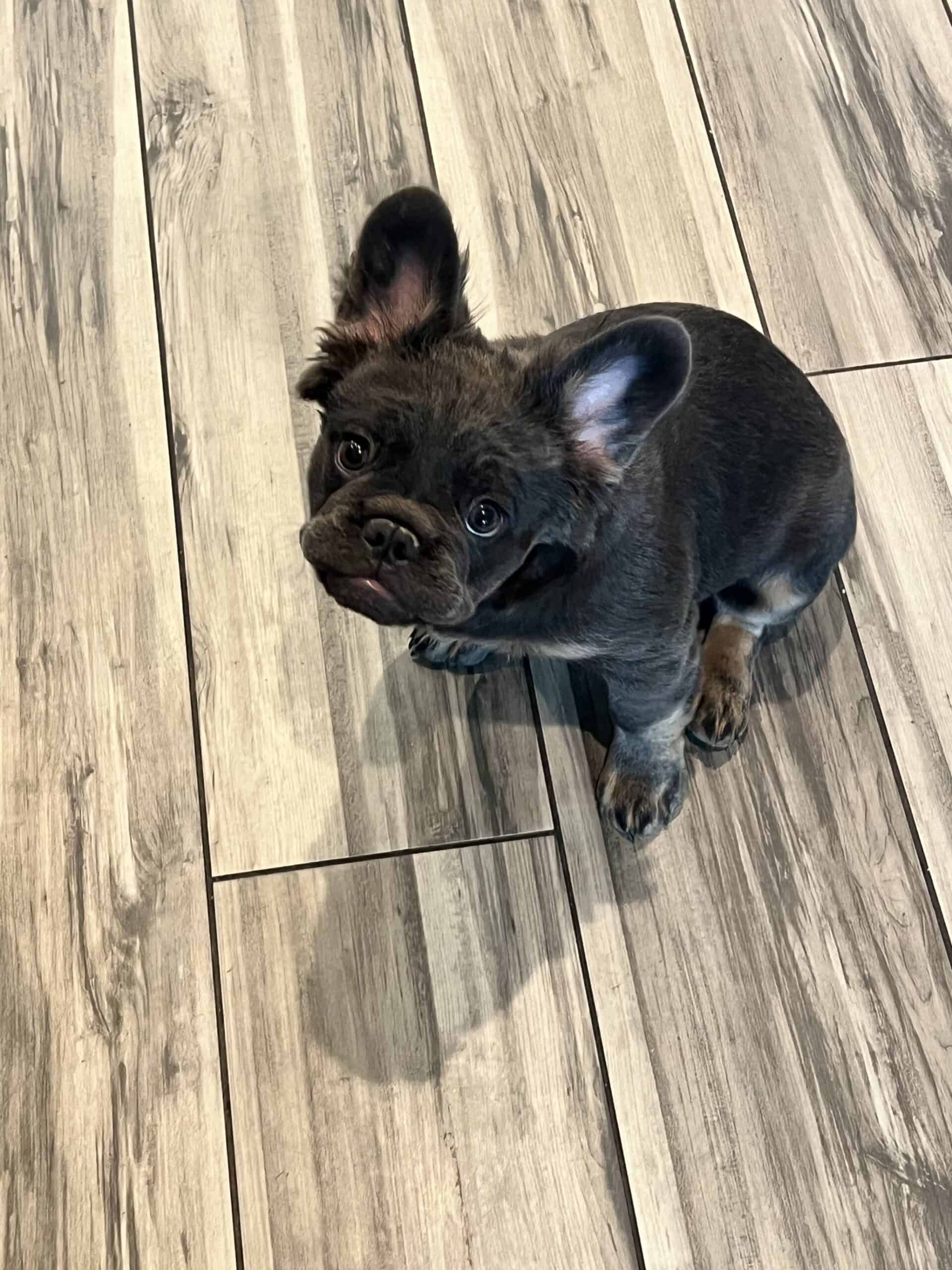 Fluffy Blue & tan frenchie | PetClassifieds.com