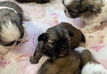 The most adorable Shih Tzu puppies ever!!