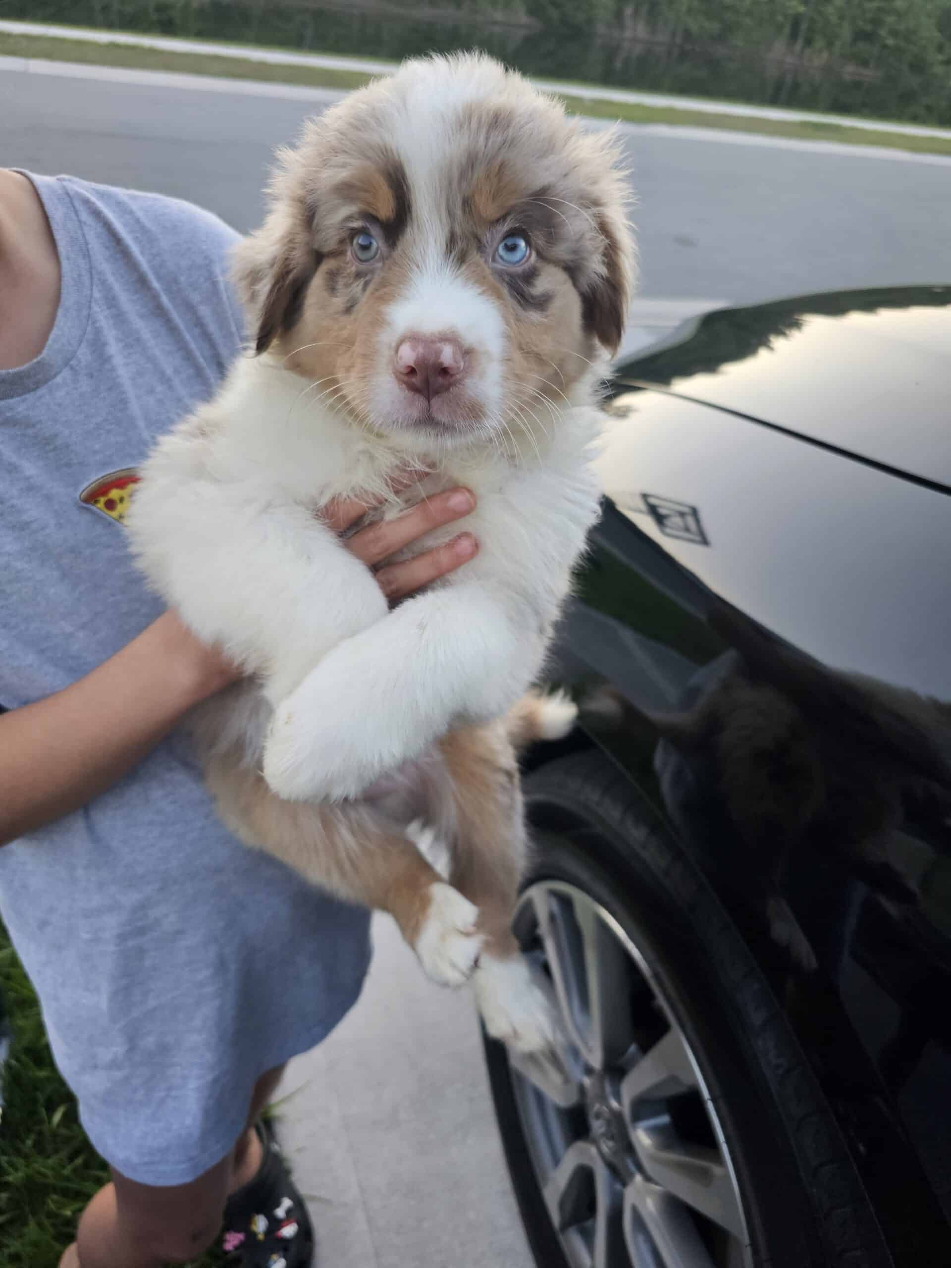 Australian Sheperd