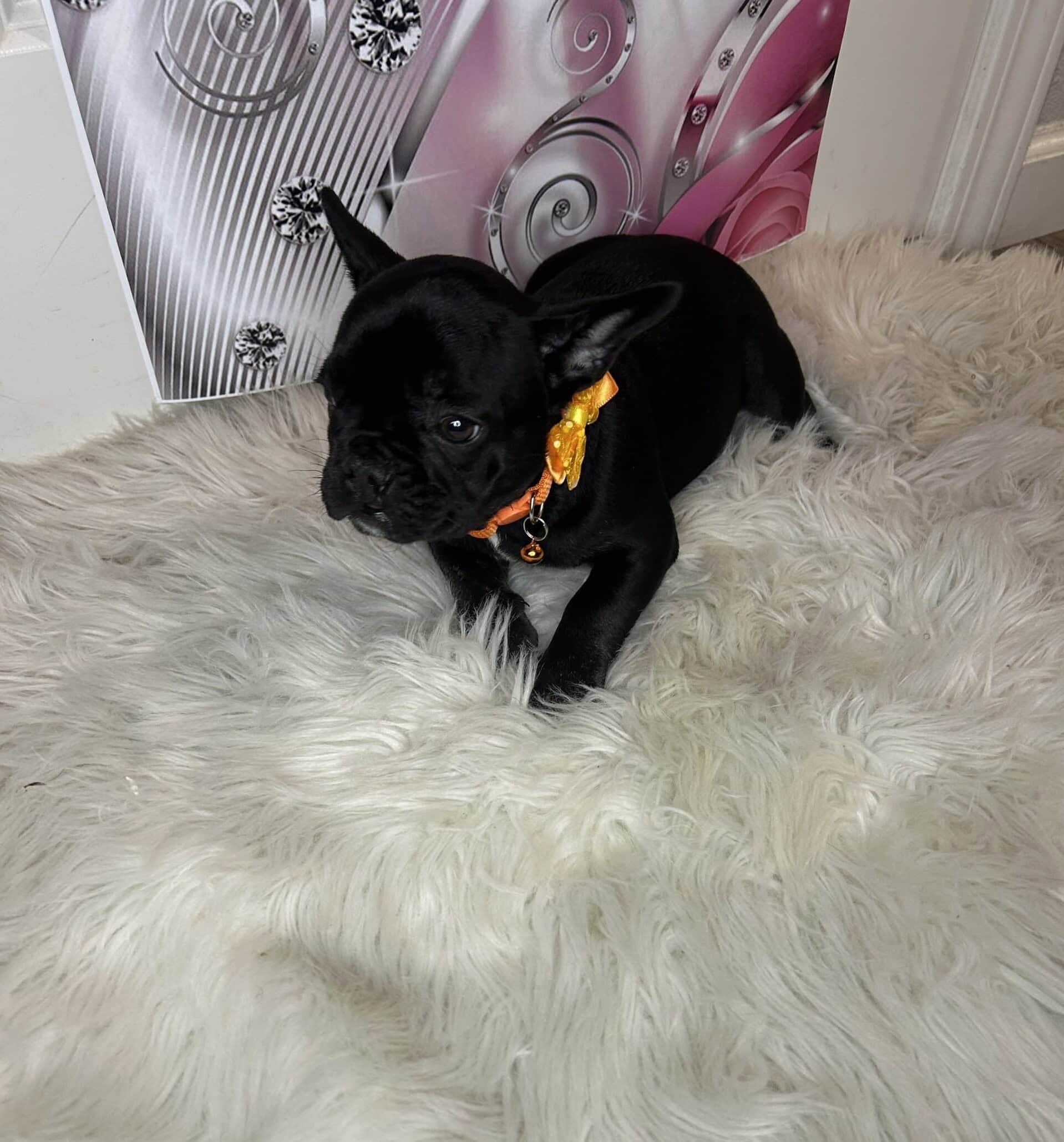 Versace……AKC Frenchie Puppy