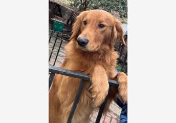 16 month old Golden retriever (open to offers)