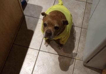 2 older male dogs in need of a new loving home!