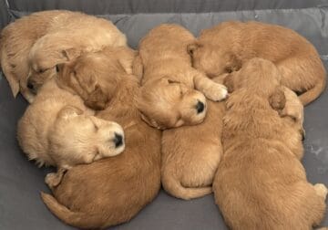 Golden retriever puppies mix for sale