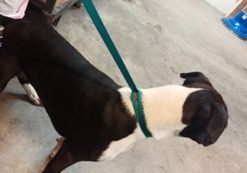 Black and white (Sealed Brindle) Boxer male