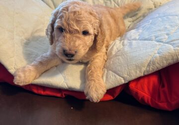 Golden/labradoodle puppies for sale