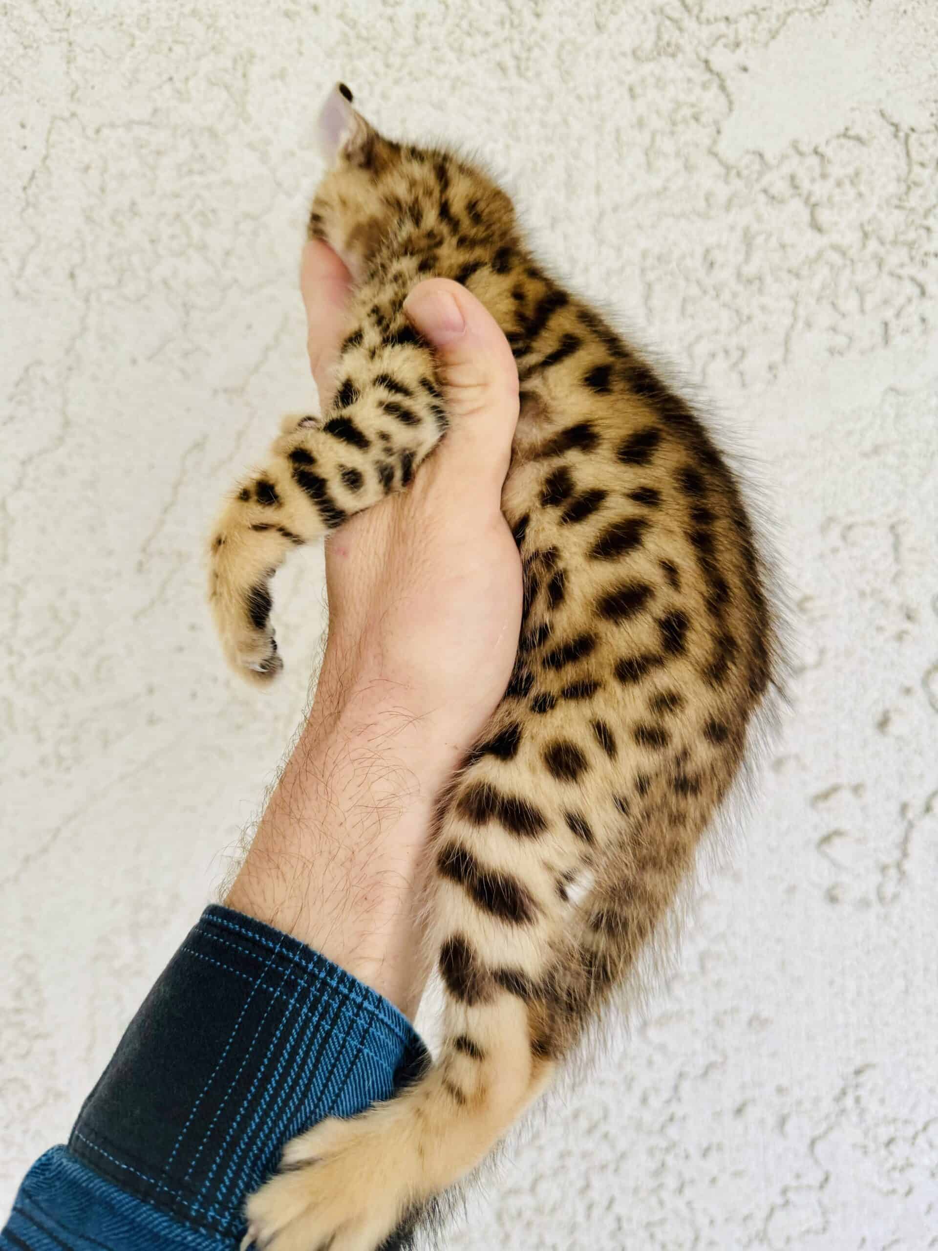 Savannah lynx jungle kittens | PetClassifieds.com