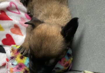 Two Female Belgium Shepard puppies for sale