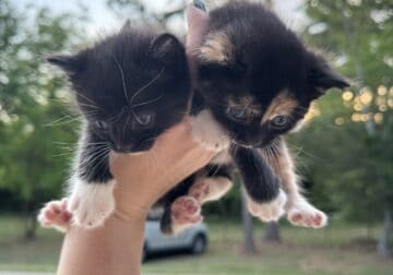 Manx kittens available