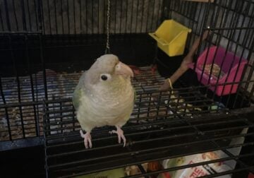 Cinnamon turquoise conure (with cage, toys, food)