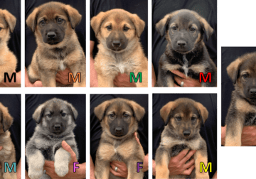 9 German Shepherd Puppies – 8 Weeks Old April 27