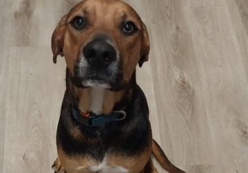 Blood hound mix in need of good home