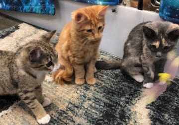 Whiskers in Need: Cats & Kittens to Adopt/Foster
