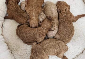 Intense red miniature poodle puppies-akc