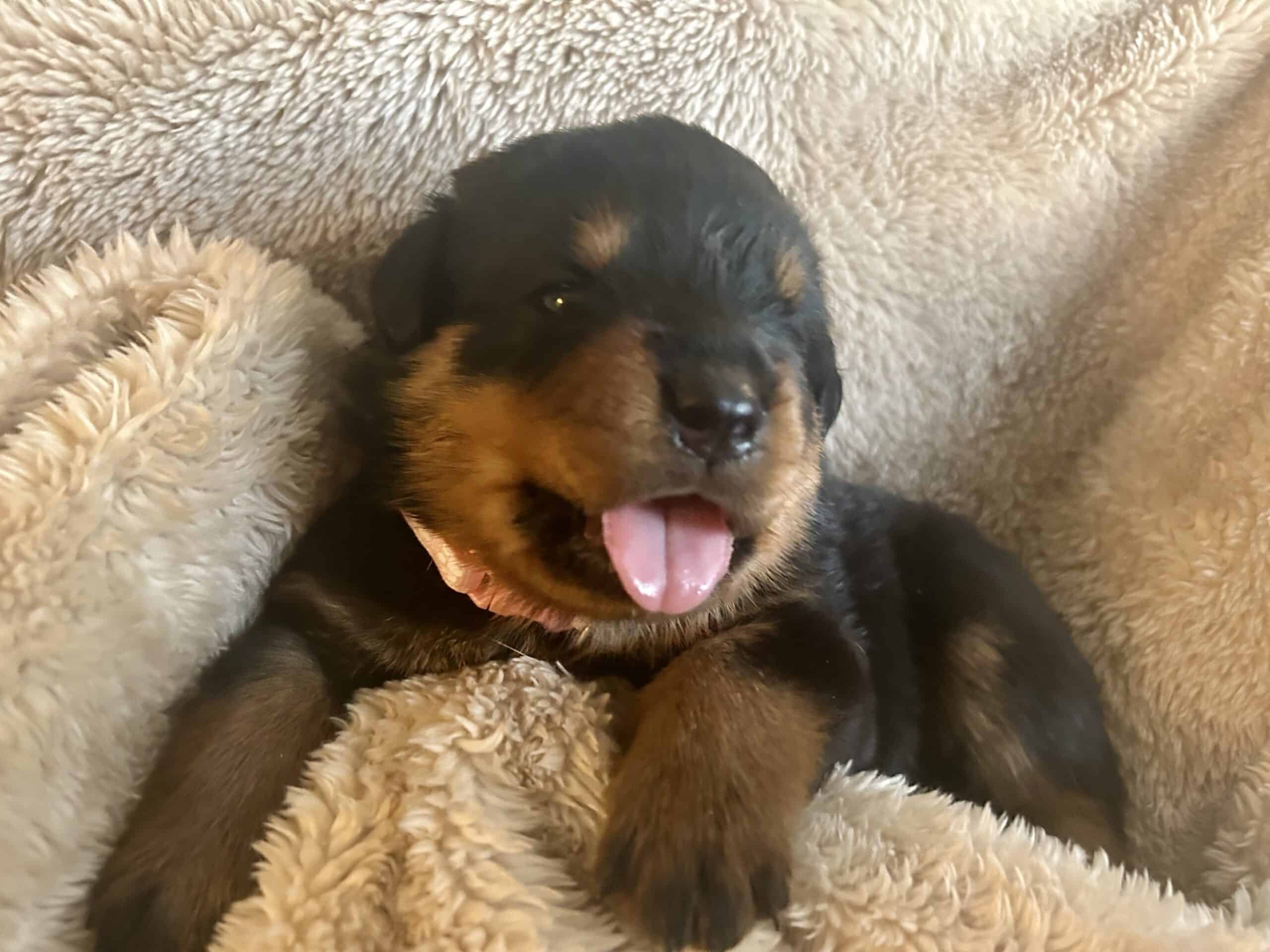 Rottweiler Puppies AKC- Strong German Bloodlines