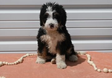 Mini Bernedoodle Puppy-Ashley