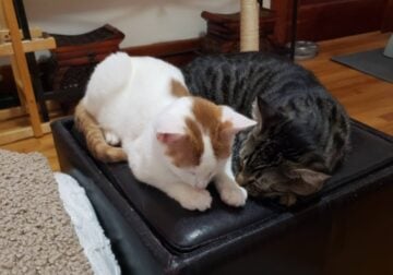 2 cats to rehome