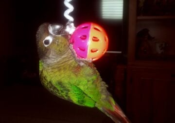 Green-Cheeked Conure for sale