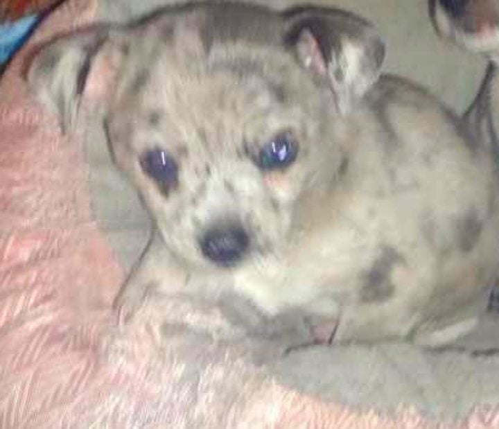 Blue Merle Puppy