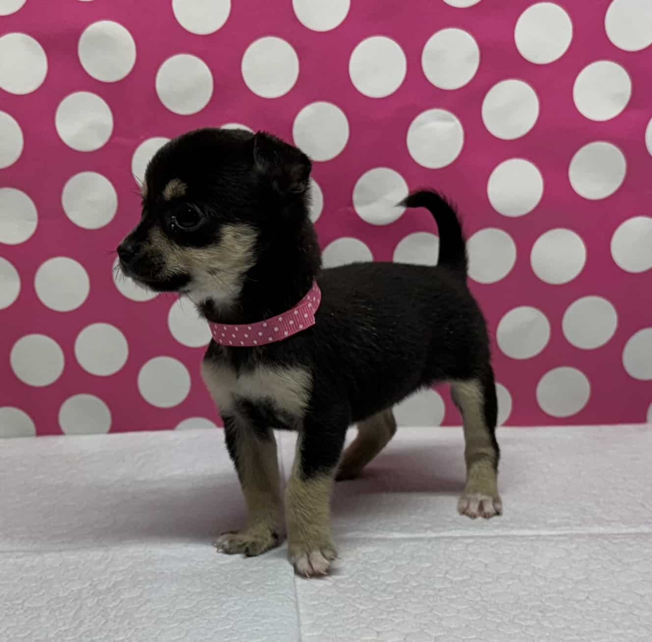Tiny Deerhead Chihuahua Puppy