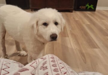 Great Pyrenees For Rehoming
