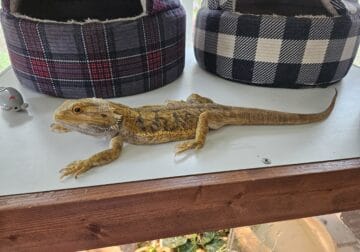 Adult Citrus Bearded Dragon + Enclosure and Stand