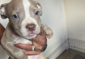 Pit bull puppies pure breed