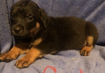 AKC Rottweiler puppies ready for new home