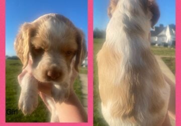 AKC BRITTANY Puppies