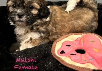 Malshi Puppy 2
