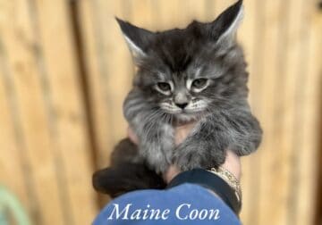 Maine Coon kittens available