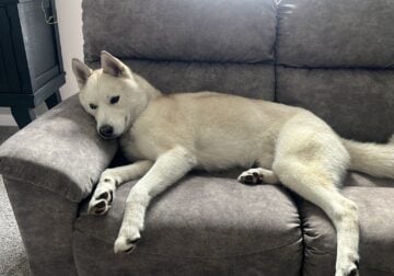 18 month old Male Husky