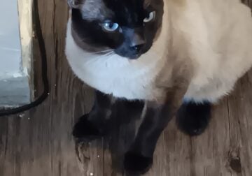 2 year old male siamese