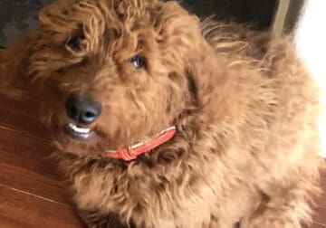 5 month old male Goldendoodle for sale