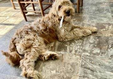 Goldendoodle Male STUD SERVICES stud – available