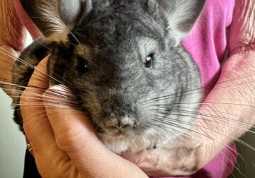 Chinchillas- Bonded Young Male Gray Sweet
