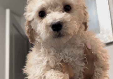 Rehomine Toy maltipoo