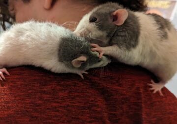 Fancy dumbo rat babies