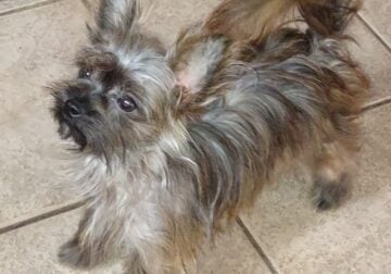 Small shorkie girl young adult