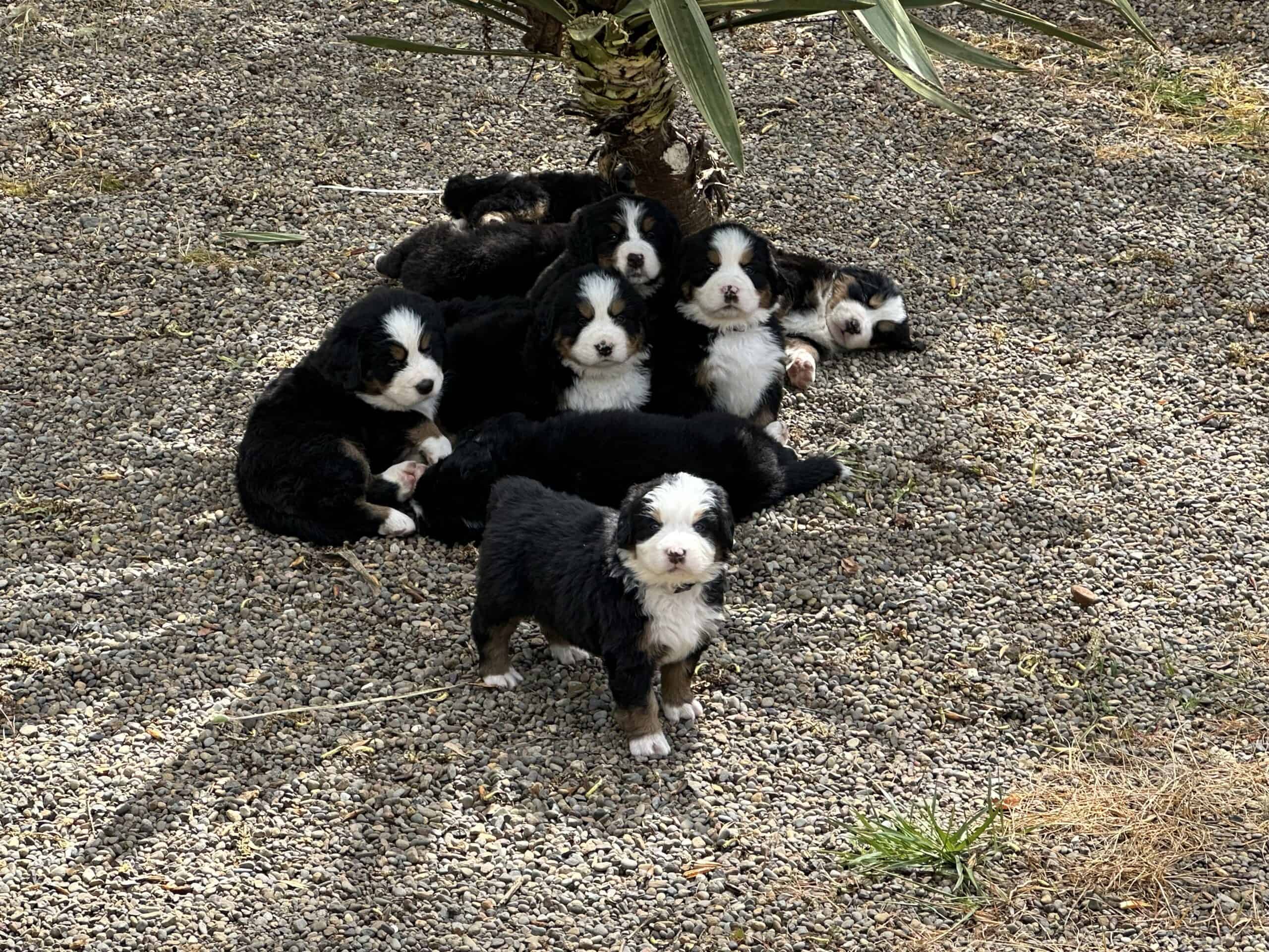 Bernese Mountain Dog puppies looking for homes
