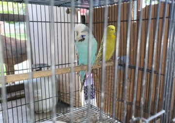 English parakeets for sale