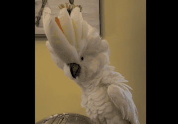 Salmon crested cockatoo for sale