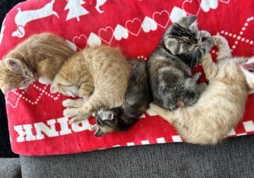KITTENS- Free to a loving and caring forever home