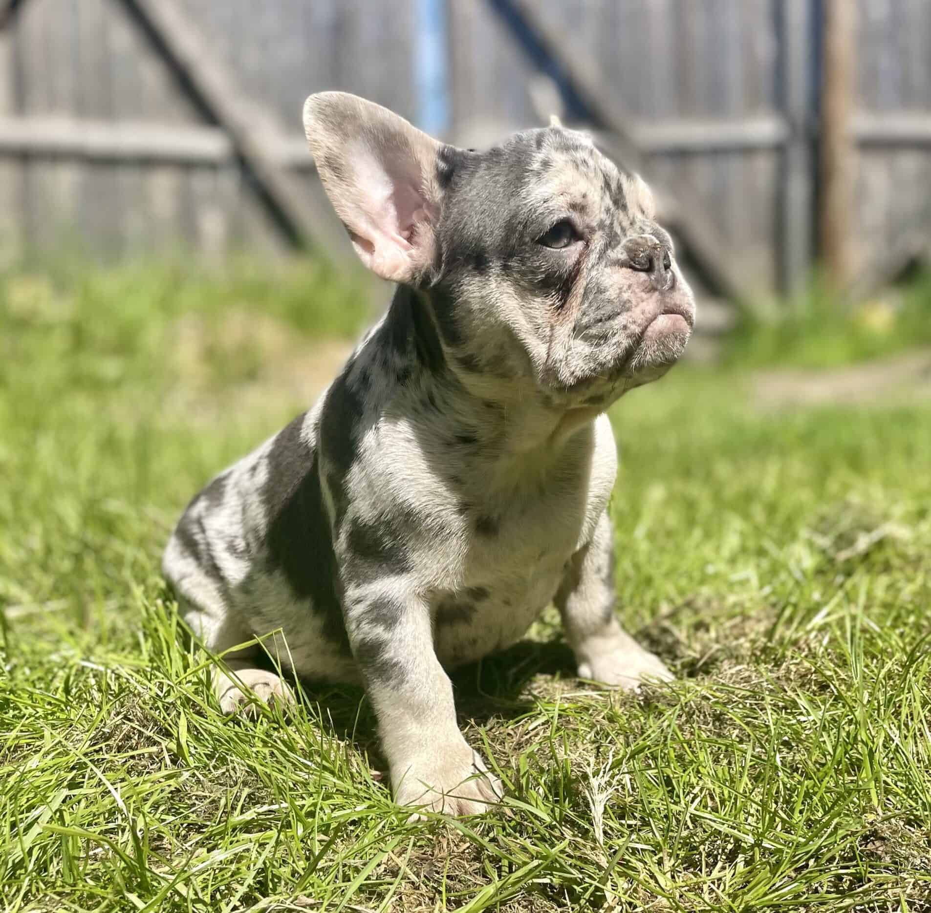 Lilac and tan Merle Frenchie Female