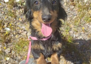 Deja the Purebred Female Toy Doxie