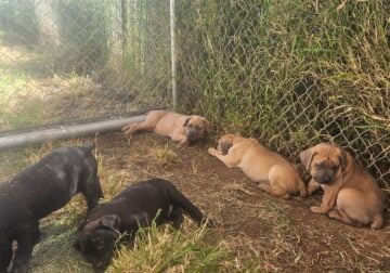 Puppies pure breed no papers